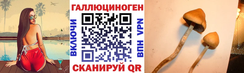 Купить где Ахтубинск Псилоцибиновые грибы GOLDEN TEACHER